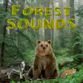 Forest Animals for Kids